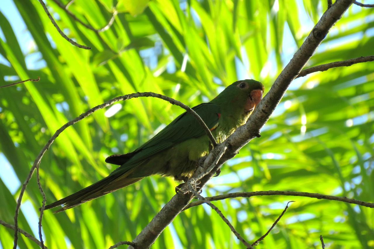 Pousada Fazenda Peroba Rosa Pedregulho 外观 照片